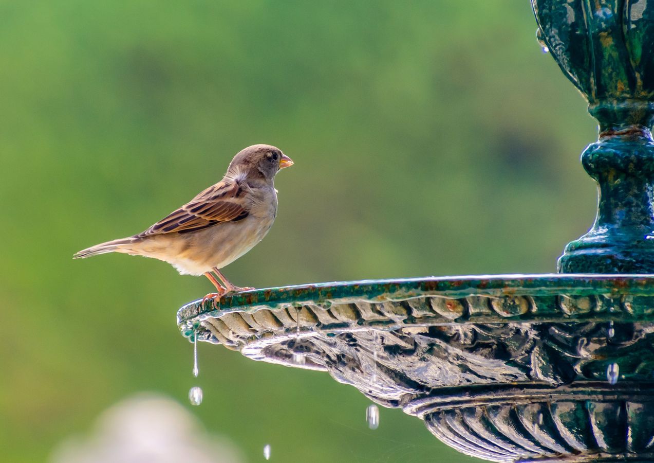 Oiseaux urbains : qui sont-ils et comment les protéger ?