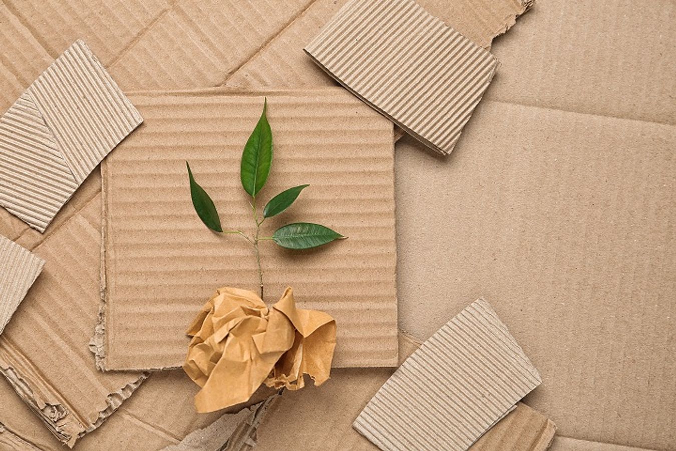 De l’éco-conception au recyclage avec CITEO : les dernières avancées sur les filières emballages – papiers
