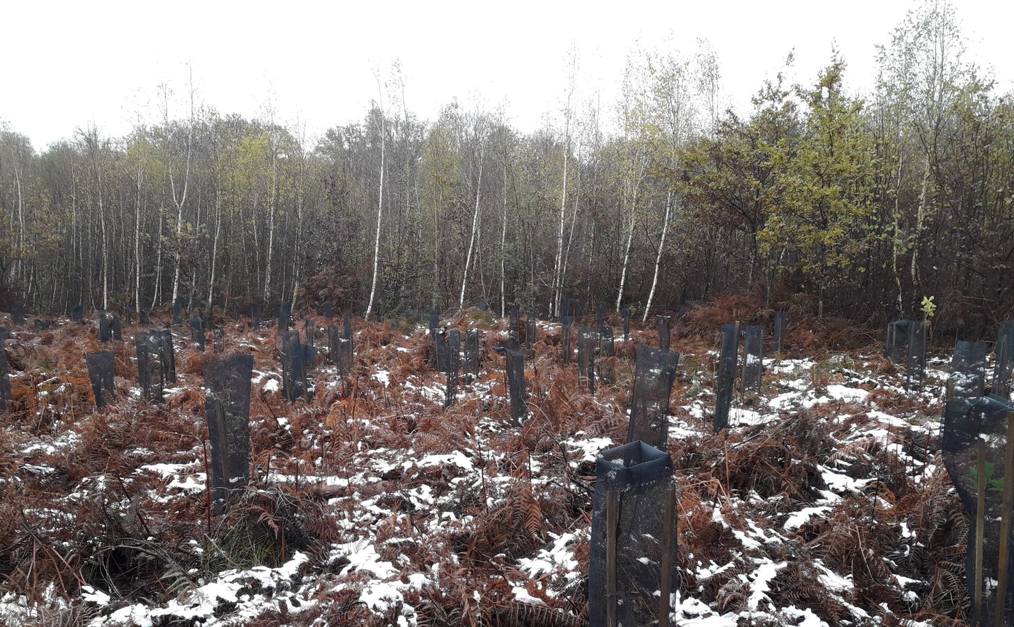 🔥💧 🌳 Forêt et changement climatique : vers de nouvelles essences ? Retour sur l'expérimentation du territoire de Belfort pour constituer un réseau de parcelles d’avenir