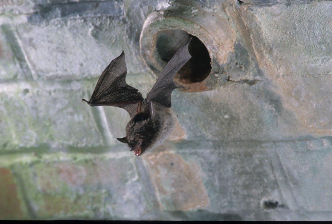 🦇 Gestion des ouvrages d’art et protection des chauves-souris