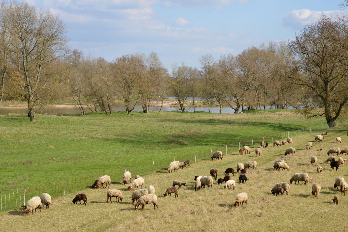 Quelles initiatives pour le maintien et le développement du pâturage dans le bassin de la Loire ?