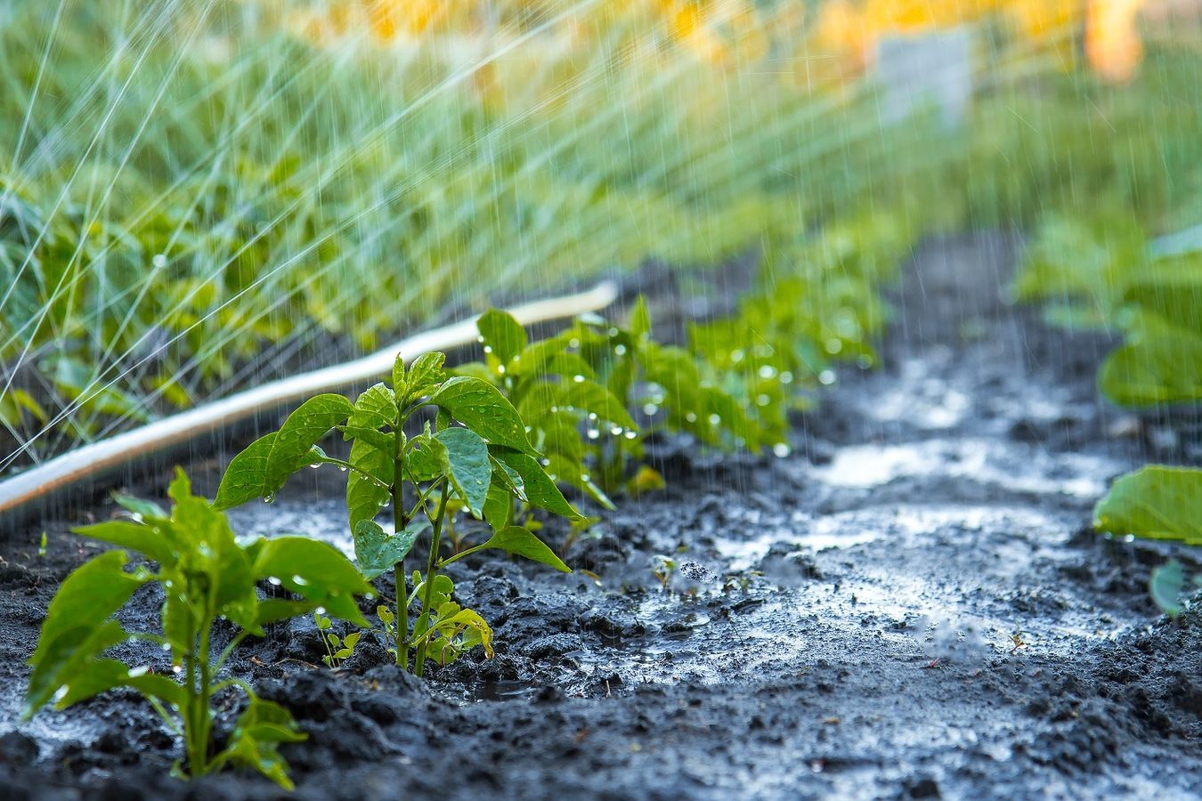 Réutilisation des eaux usées en agriculture dans une approche de projet de territoire : le projet READ’APT