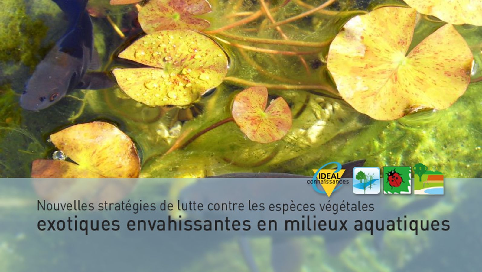 Nouvelles stratégies de lutte contre les espèces végétales exotiques envahissantes en milieux aquatiques