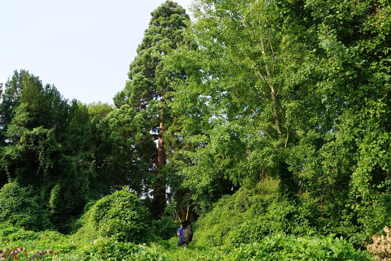 🌳 La taille raisonnée des arbres d’ornement : de la sémantique à la pratique