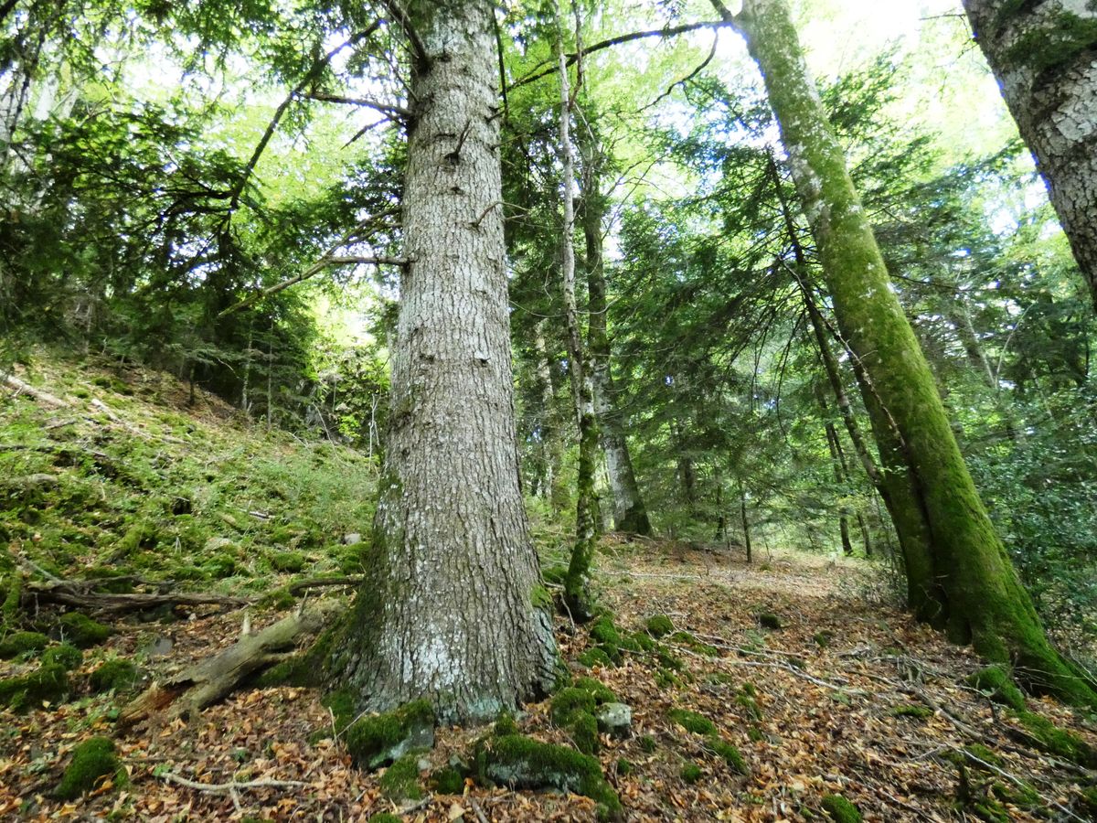 🌳Préserver une trame de vieux bois dans les massifs forestiers : enjeux, objectifs et retours d’expériences