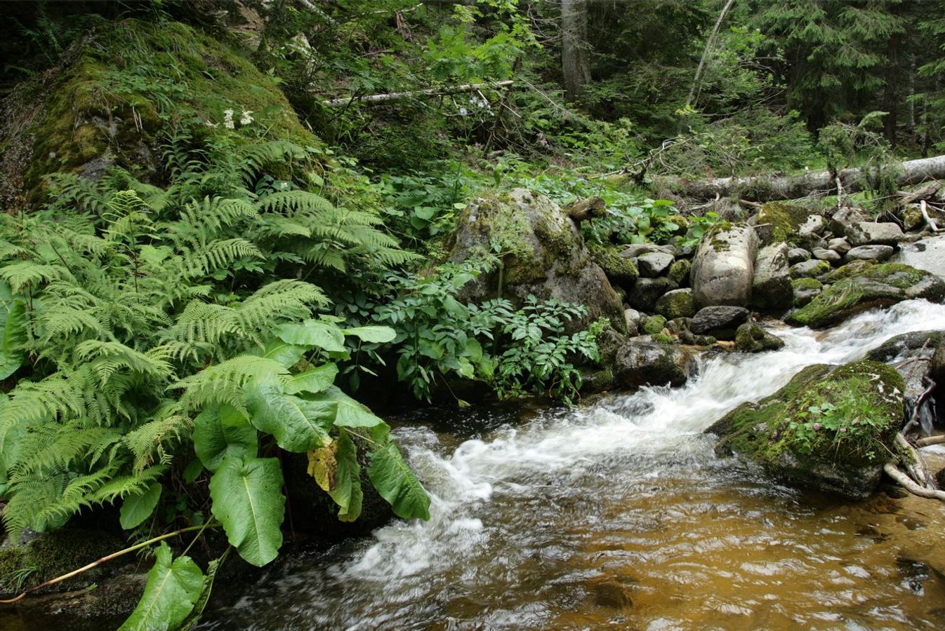 La gestion écologique des ripisylves