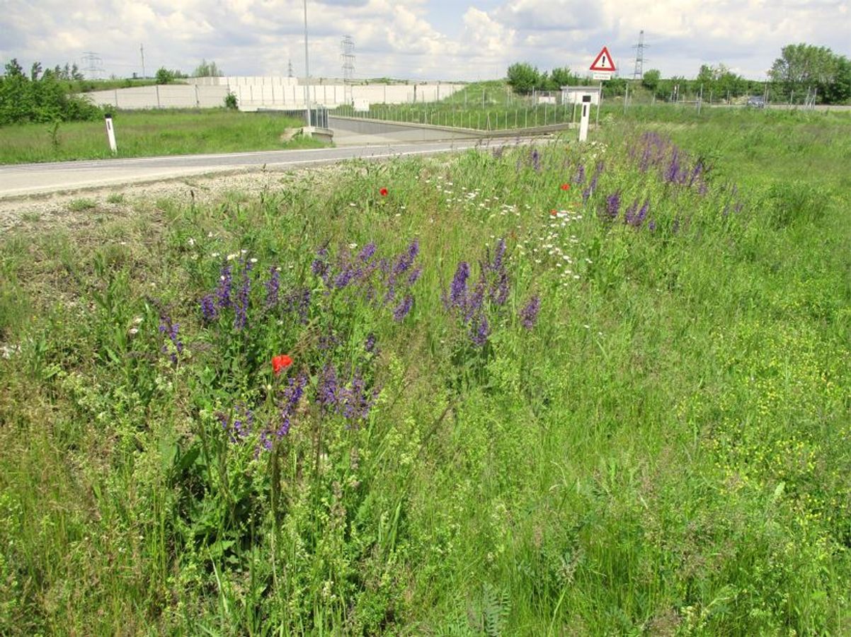 Gestion expérimentale des bords de routes en faveur de la biodiversité