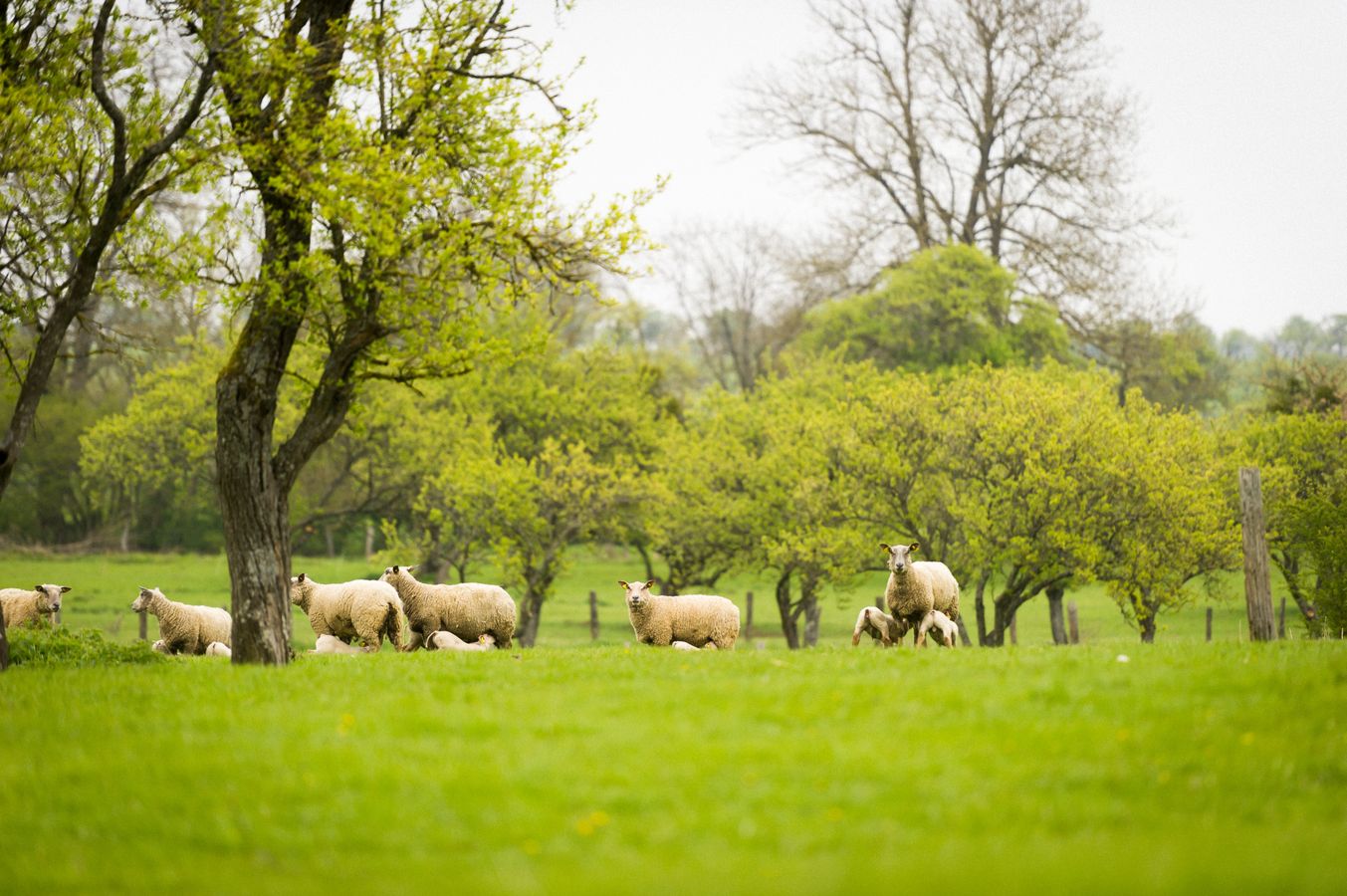 Réintroduction des arbres dans les systèmes agricoles : un levier agro-écologique incontournable