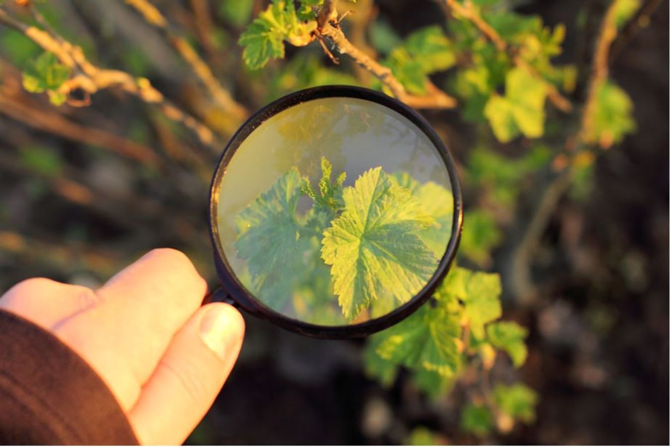 Quelle est la situation de la biodiversité en France ? Les réponses de