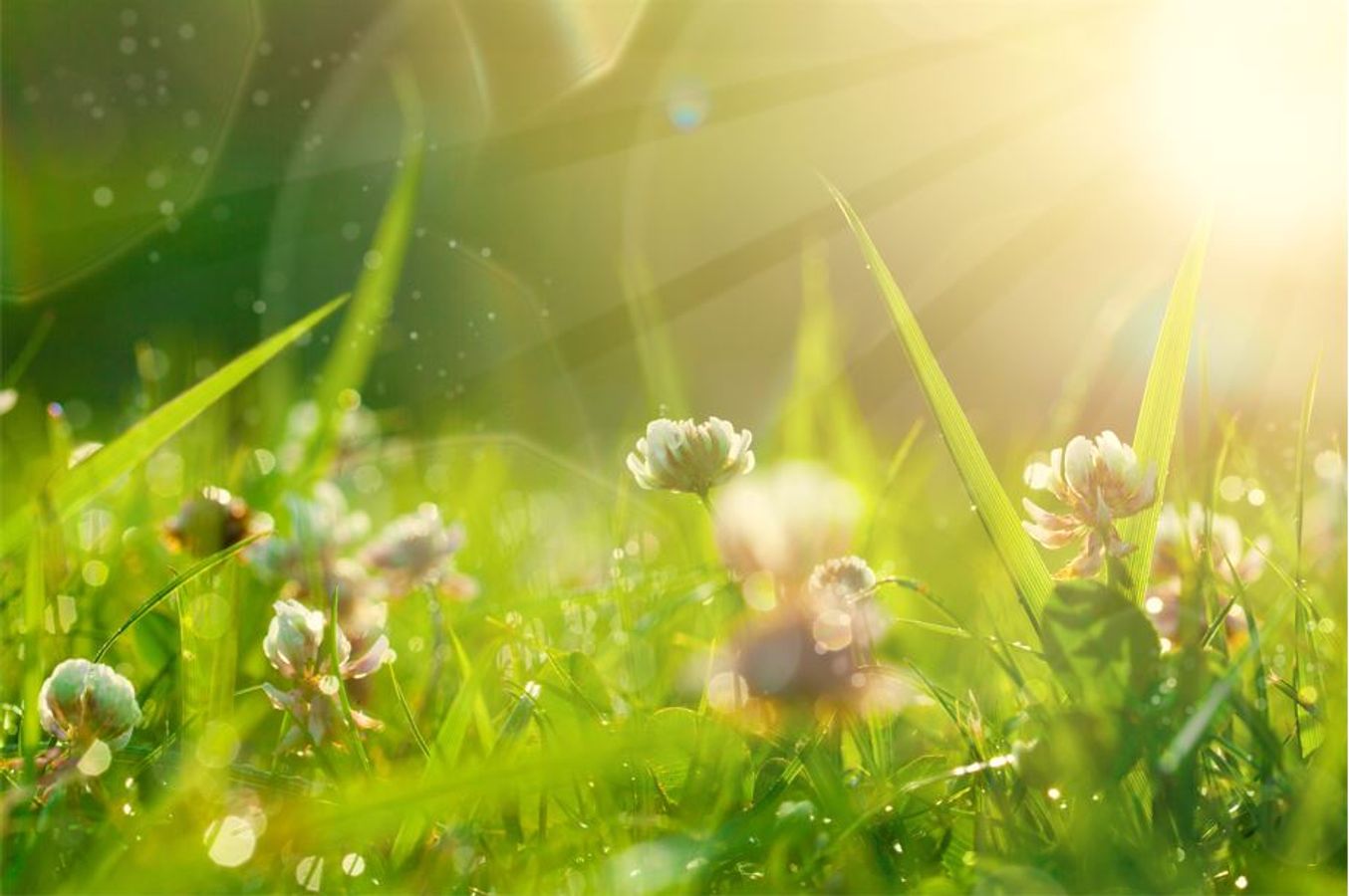 Comment sensibiliser les citoyens aux pratiques de gestion en faveur de la biodiversité dans les espaces verts ?