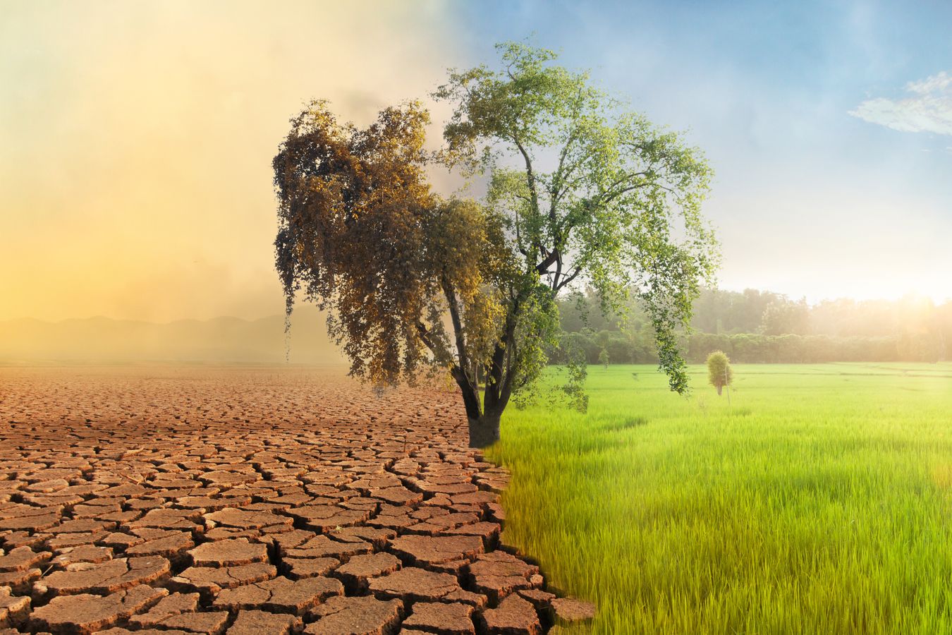 Biodiversité et changement climatique dans les territoires littoraux