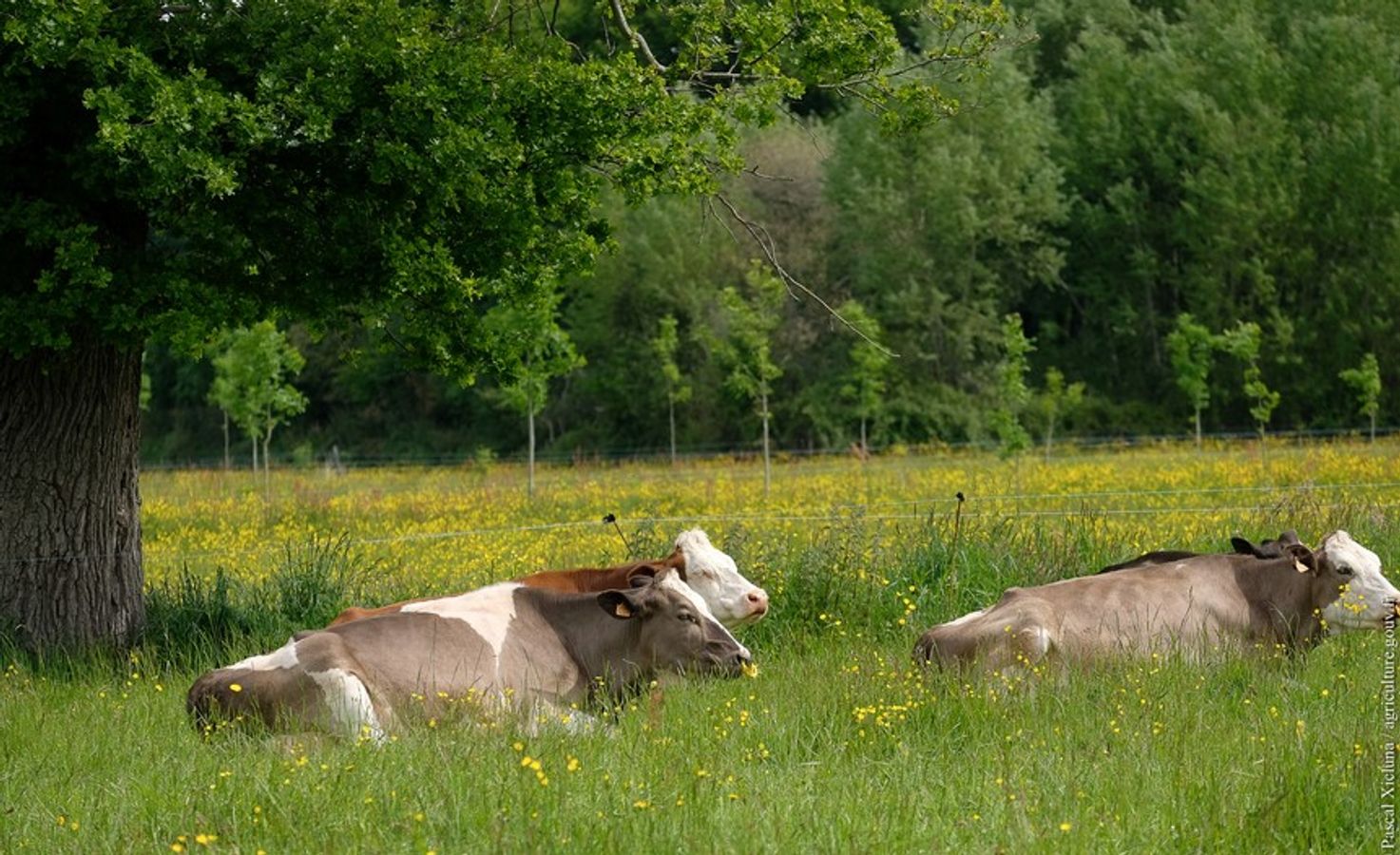 Le Concours Général Agricole des Pratiques Agro-écologiques : valoriser les pratiques agricoles qui s'appuient sur la biodiversité pour une agriculture de qualité dans vos territoires