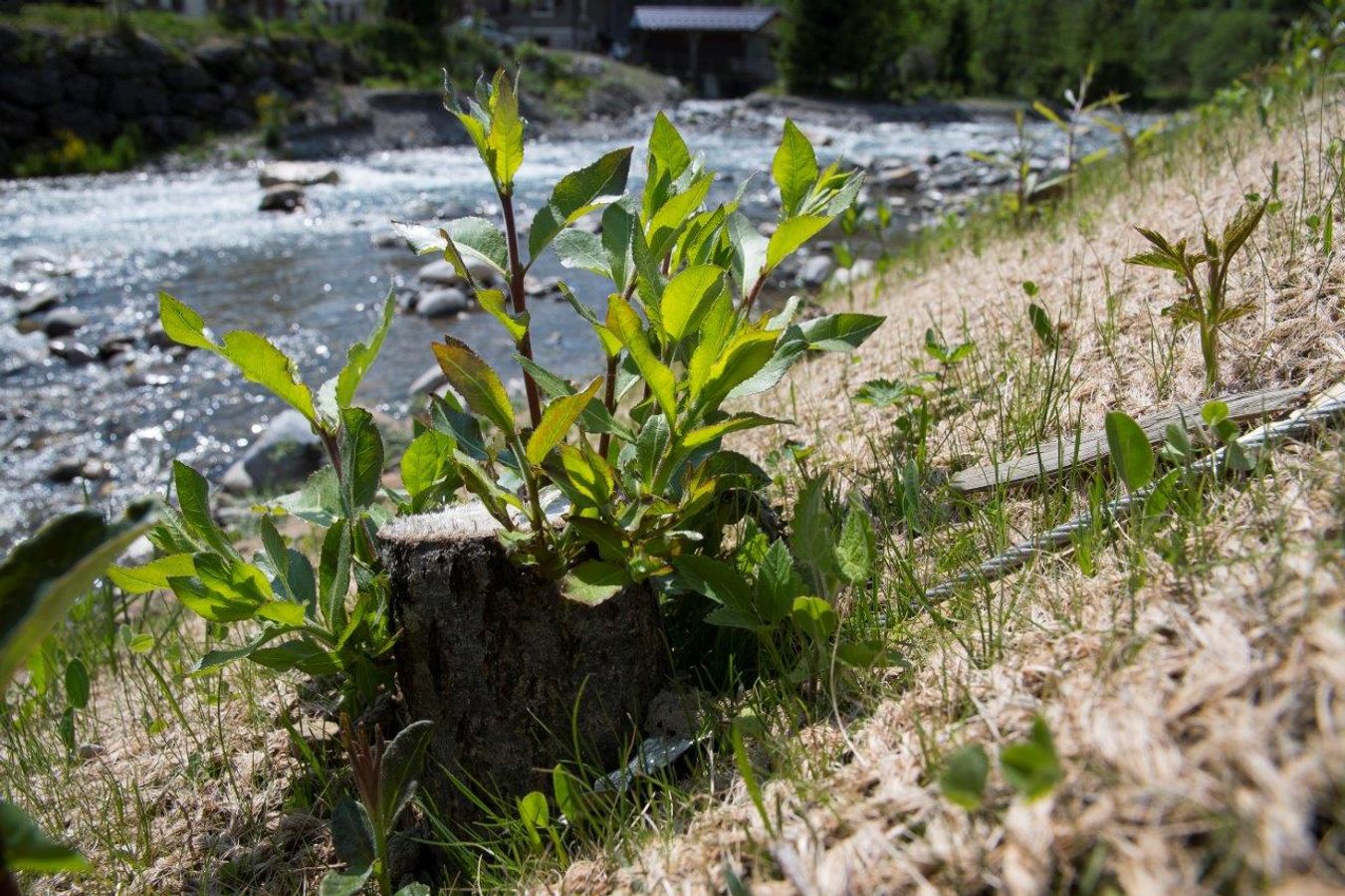 La réhabilitation des rivières par les solutions fondées sur la nature - CD2 - #CGLE 2022