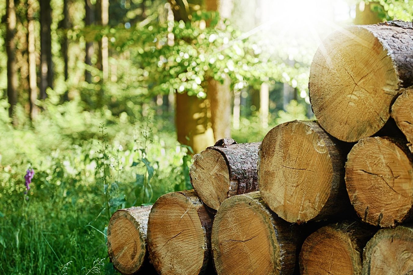 Auto-approvisionnement d'une collectivité en bois énergie : l'exemple du département du Gers