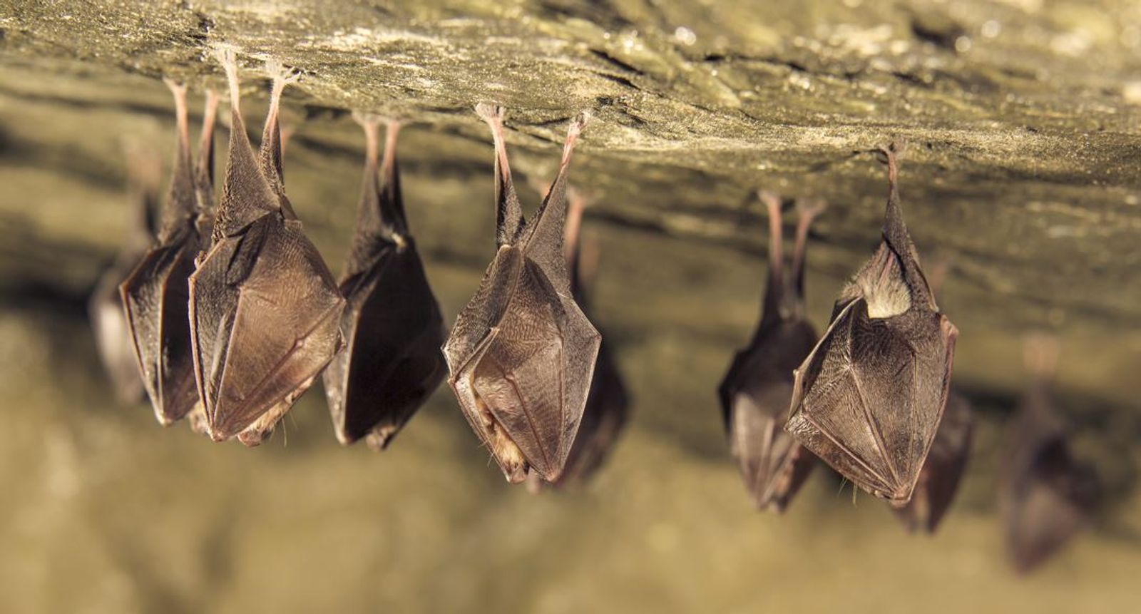 🦇 Faune et bâti : œuvrer ensemble à la bonne prise en compte des chauves-souris