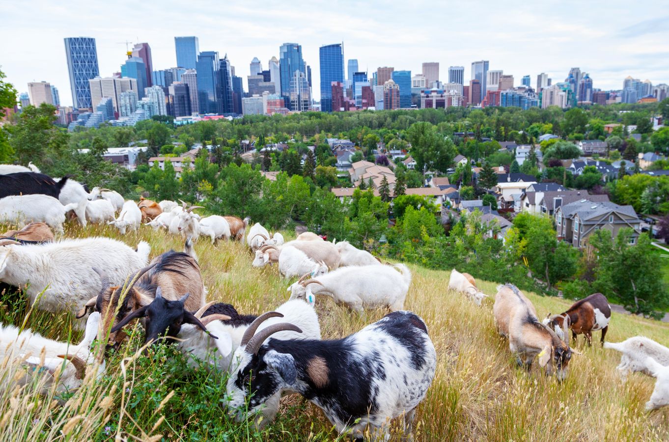 NATURE EN VILLE : comment bien se lancer, en adoptant les bons réflexes ? (Matinale 1/2)