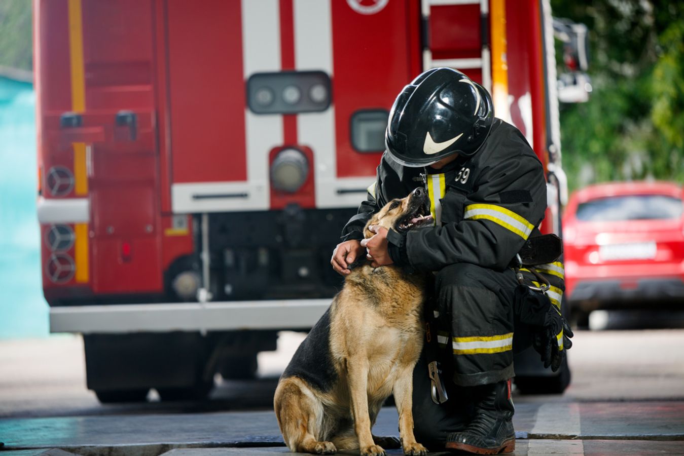Retour d'expérience sur le quotidien des vétérinaires sapeurs-pompiers et des chiens de détection