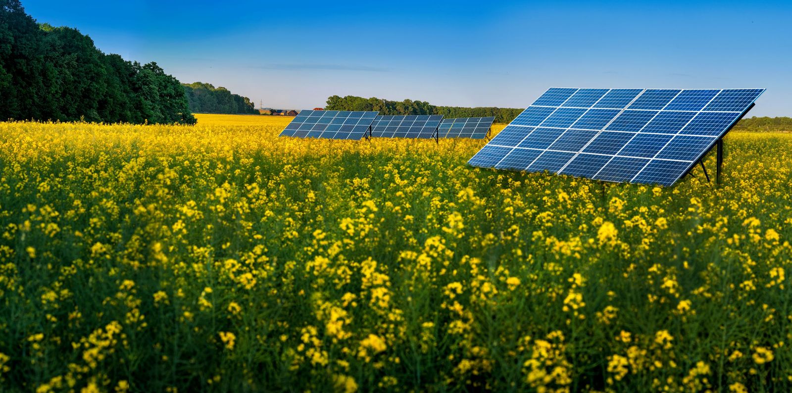 Agrivoltaisme : pourquoi et comment associer activités agricoles et panneaux solaires ?