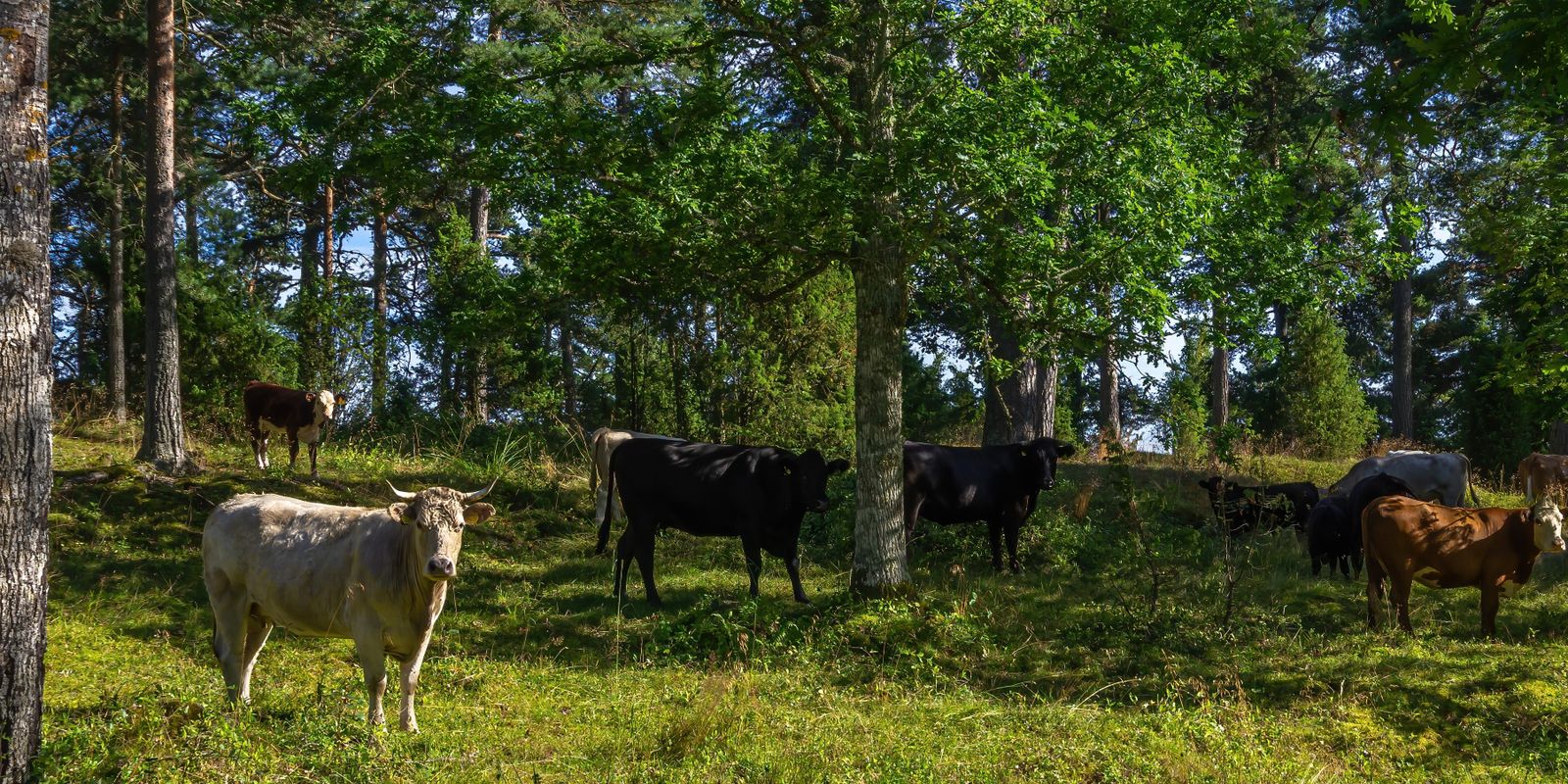 #ANB2022 Agroforesterie : le Dispositif de suivi des bocages et ses déclinaisons