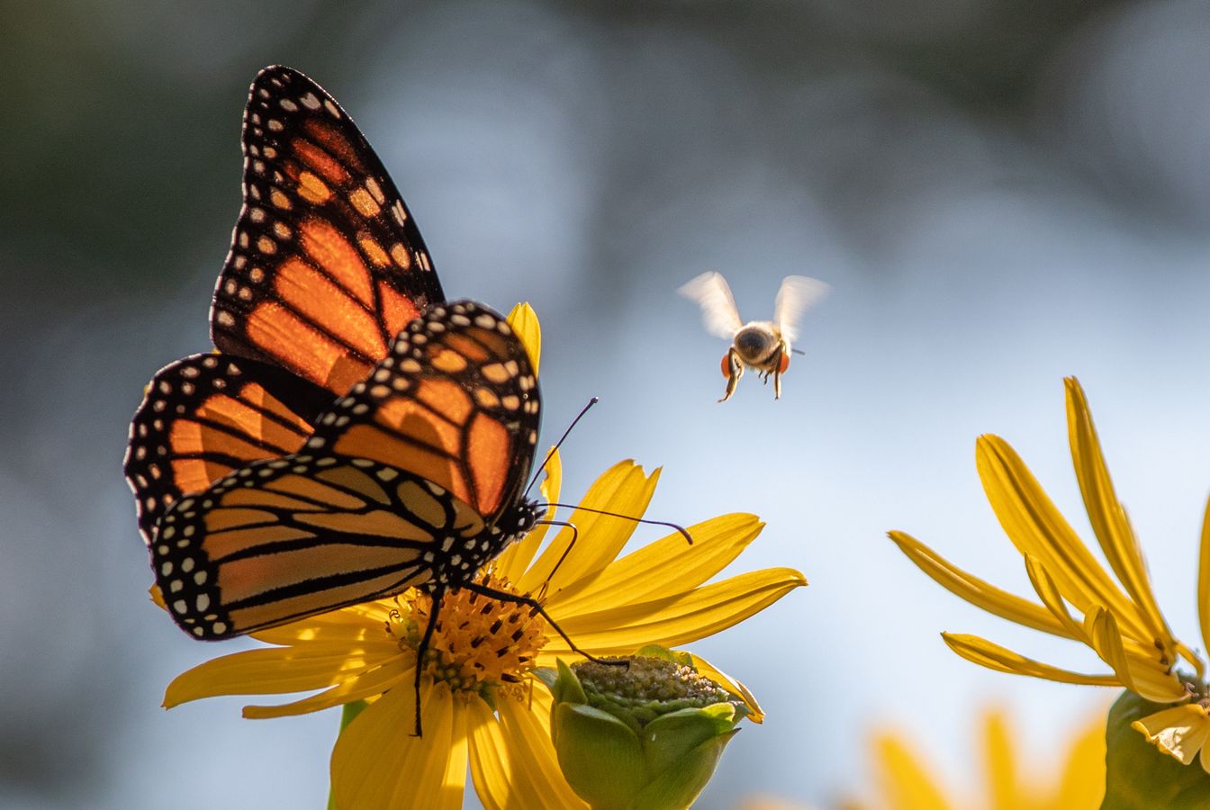 #ANB2022 Sauvez les pollinisateurs. Comment faire concrètement et efficacement : Quoi ? Où ? Comment ?
