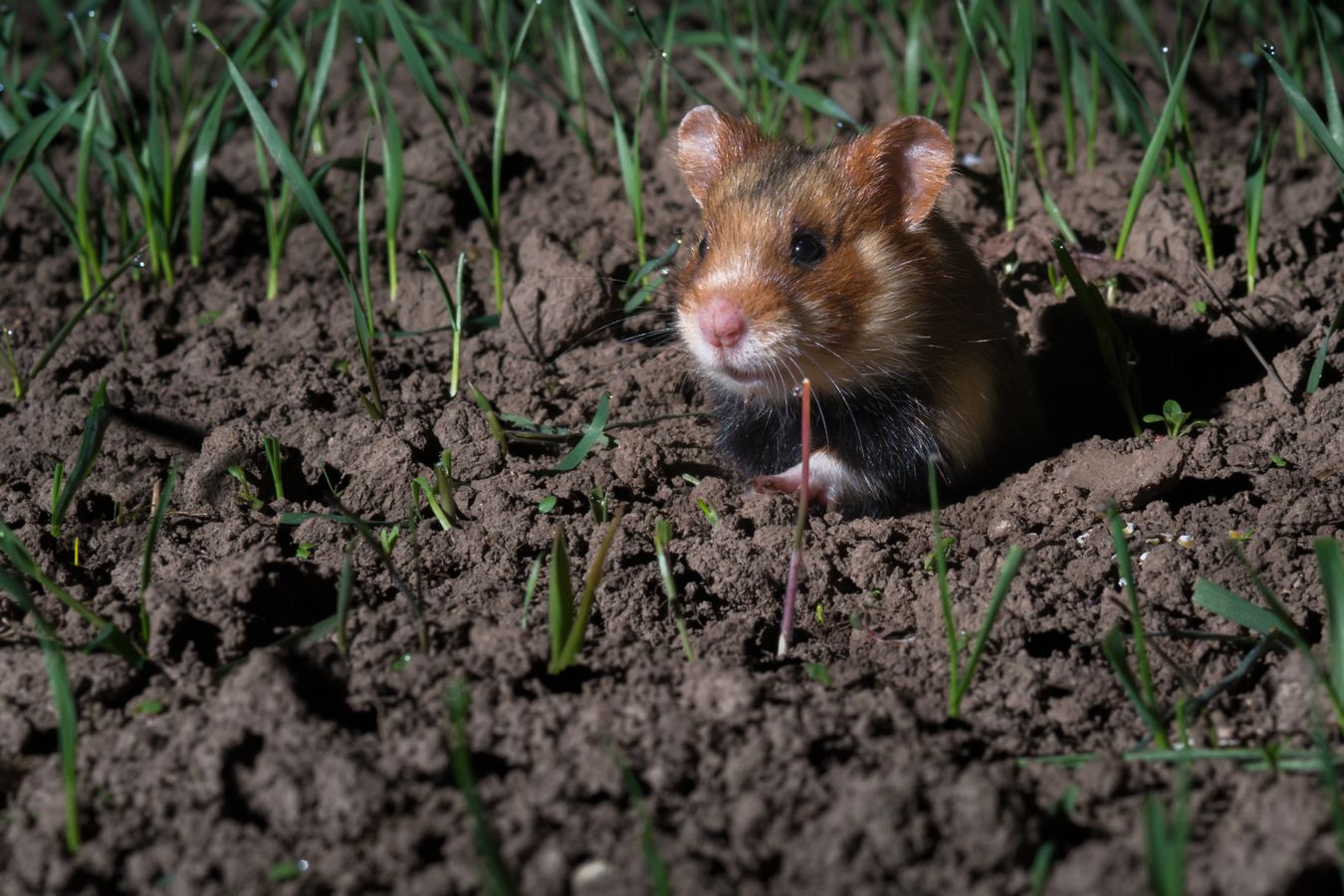 #ANB2022 Allier protection des espèces et développement de filières : l'exemple du Grand Hamster d'Alsace