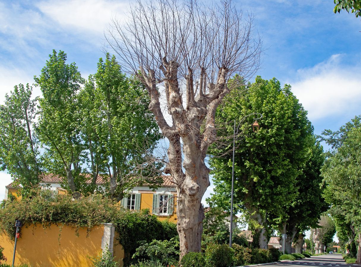 [Format court] Chancre coloré du platane : l’essentiel en 15 minutes