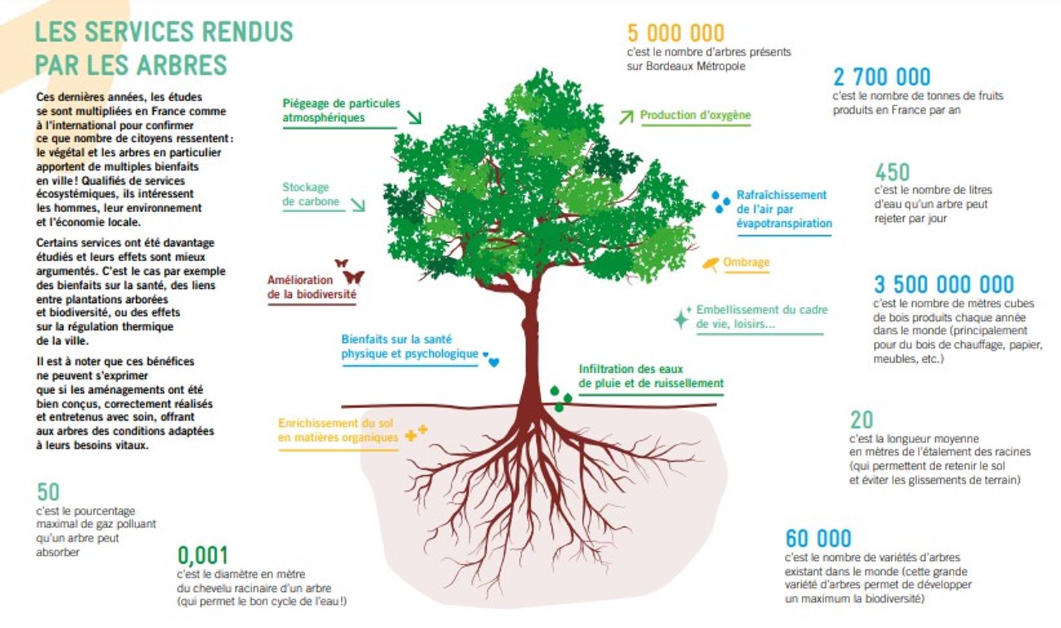 Diagnostic et prévention du patrimoine arboré - Retex Bordeaux Métropole