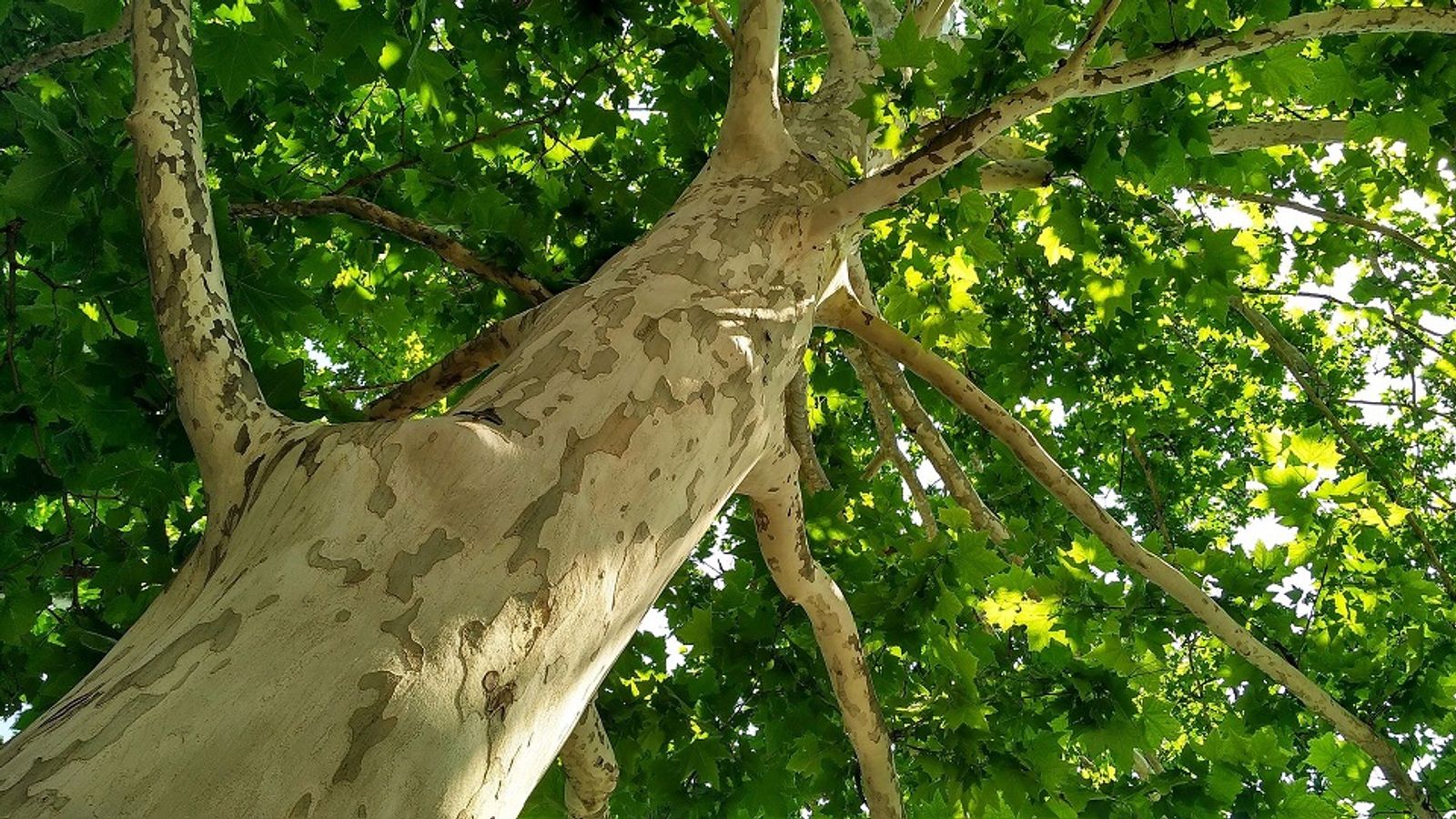 Protéger les platanes sur voirie de la maladie du chancre coloré