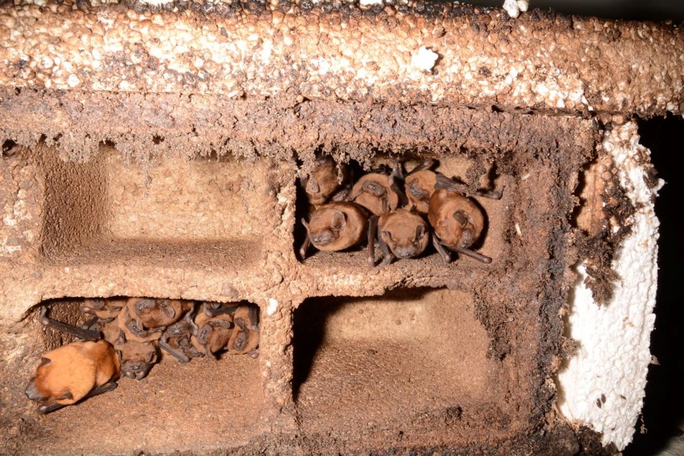 🦇 Chiroptères, plan climat, bâtiments : quelles expérimentations en cours ?