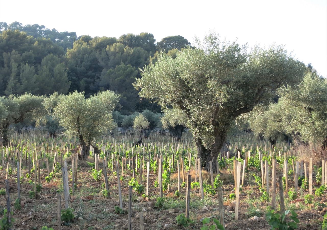 Les systèmes alimentaires et agricoles face au changement climatique