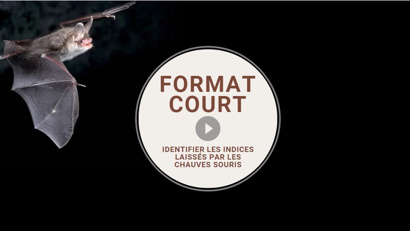 [Format court] Guano et indices laissés par les chauves-souris 🦇