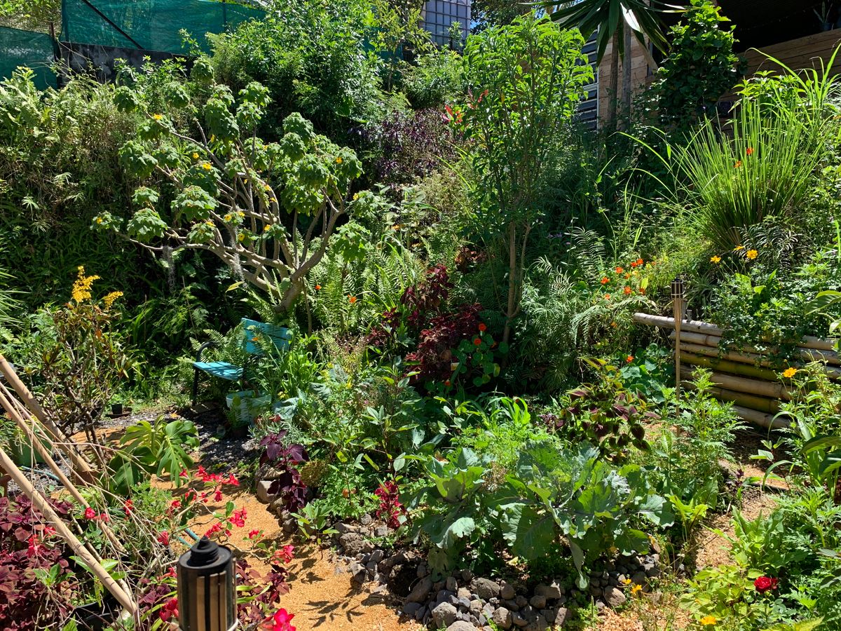 Le jardin créole est-il un lieu stratégique pour préserver la biodiversité ?