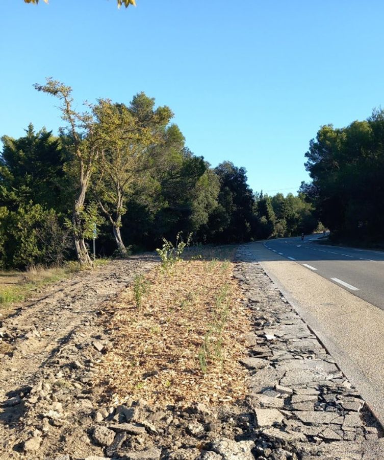 Renaturer les délaissés routiers : retours d'expérience des CD13 et CD44