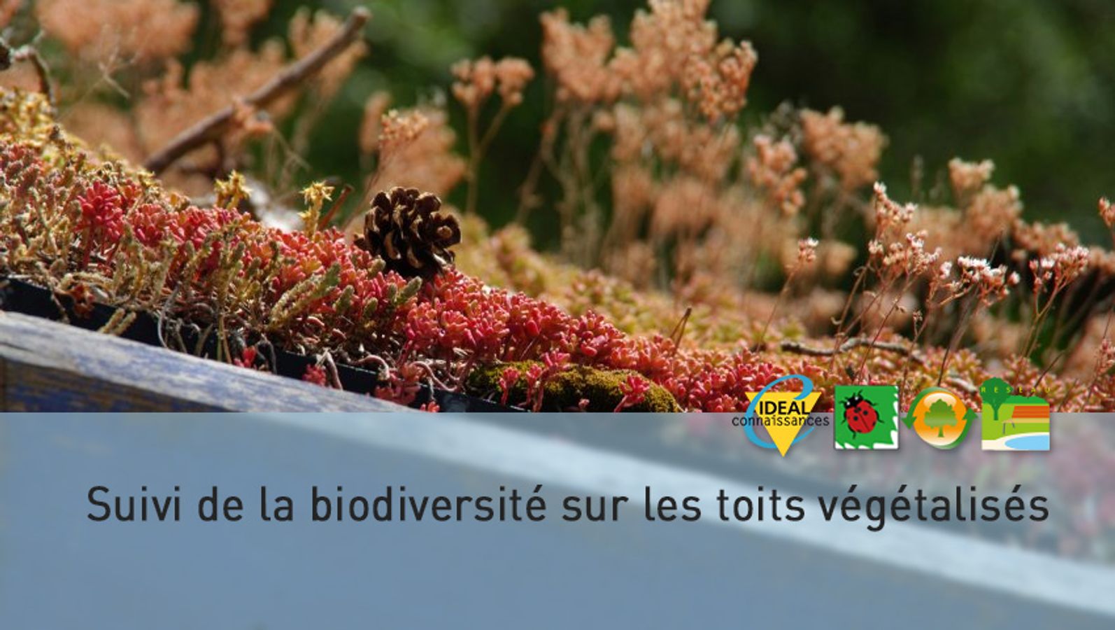 Suivi de la biodiversité sur les toits végétalisés