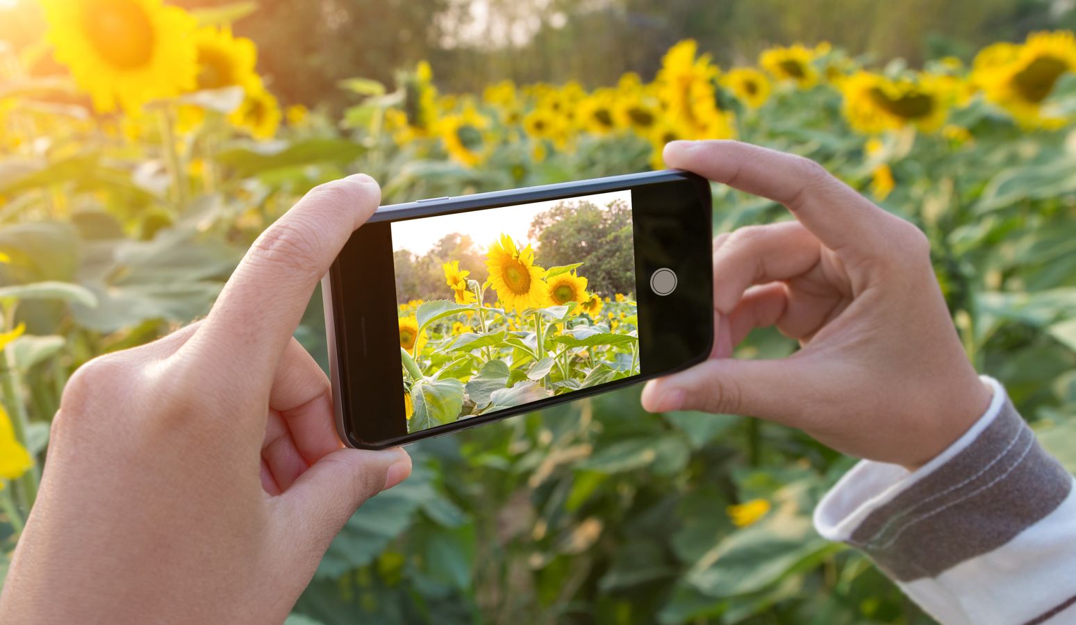 Découvrez une application mobile pour développer la biodiversité dans les jardins privés et publics