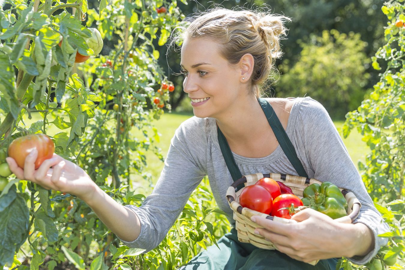 Mettre en place une démarche de Projet Alimentaire Territorial (PAT) : un exemple insulaire, Belle-Ile-en-Mer.