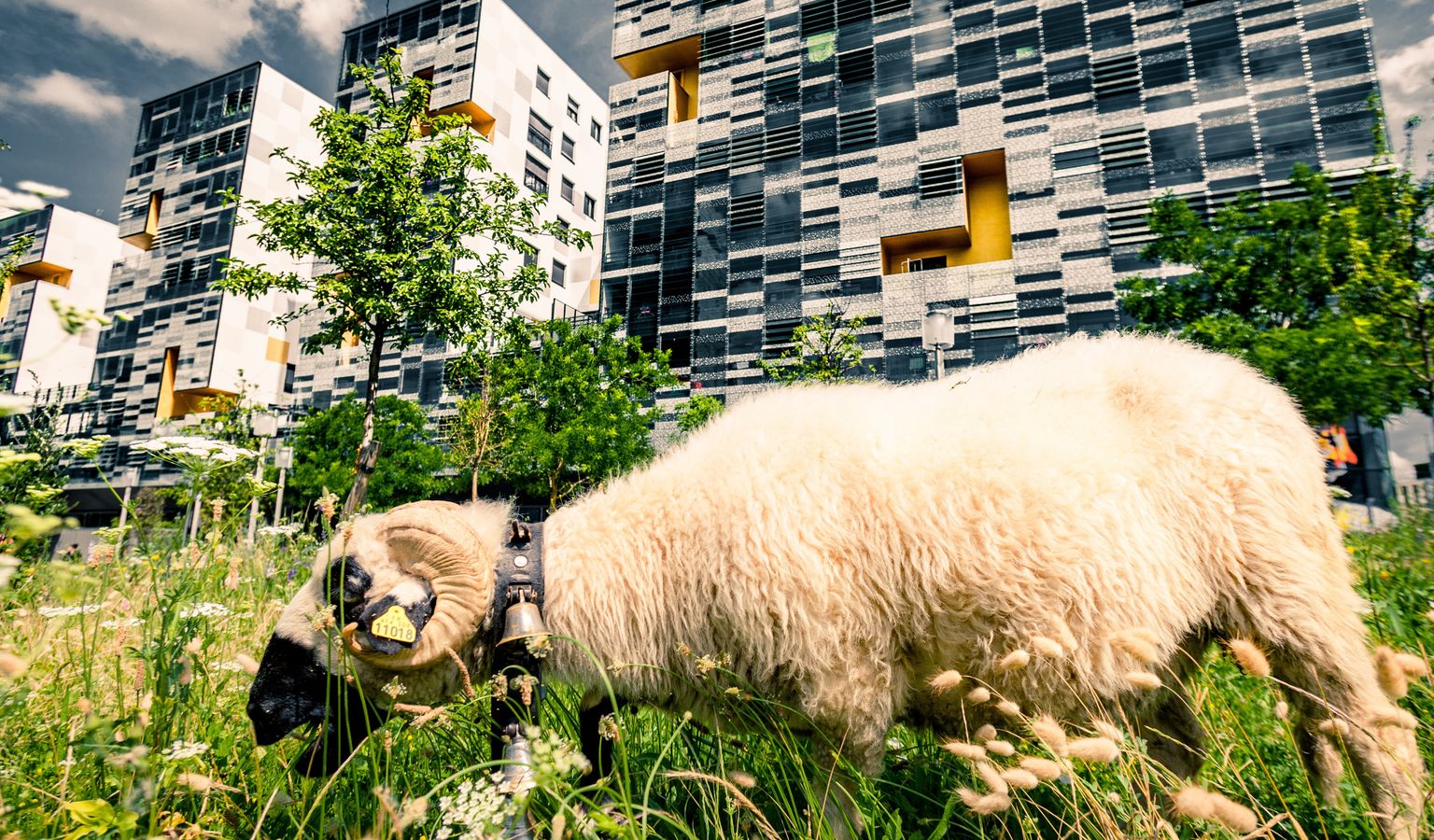 L'éco-pâturage : la réponse à une gestion écologique de ses espaces verts ?