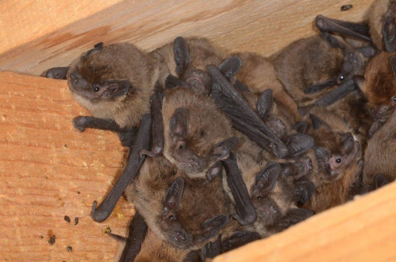 🔥💧🦇 Rénovation thermique et chiroptères : pour un Plan Climat favorable aux chauves-souris 