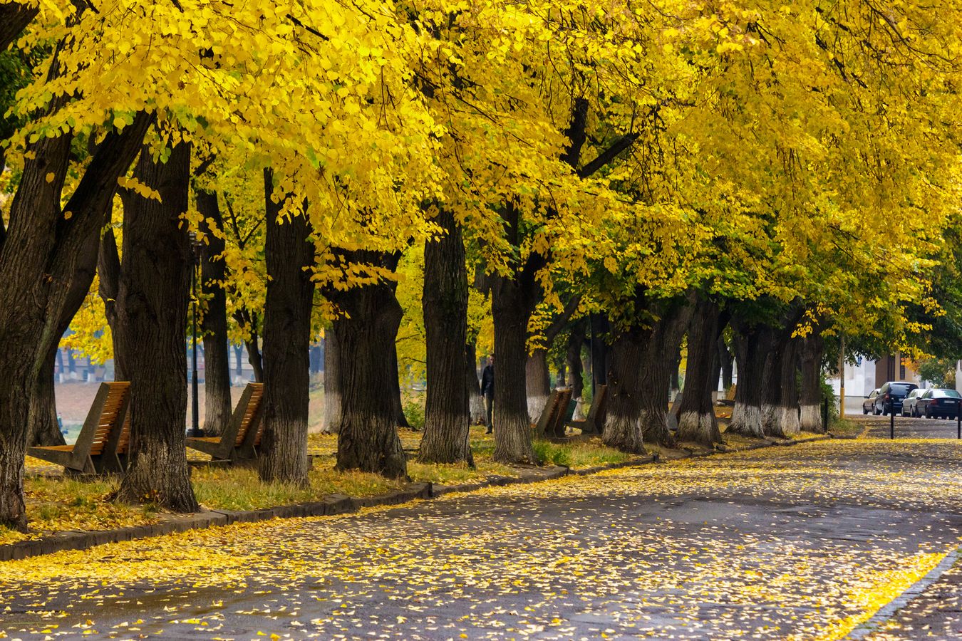 🔥💧 🌳 Accompagner les collectivités à sélectionner les espèces d'arbres en ville : l'outil Sésame du Cerema