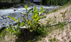 La réhabilitation des rivières par les solutions fondées sur la nature - CD2 - #CGLE 2022