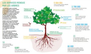 Diagnostic et prévention du patrimoine arboré - Retex Bordeaux Métropole