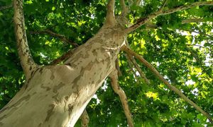 Protéger les platanes sur voirie de la maladie du chancre coloré