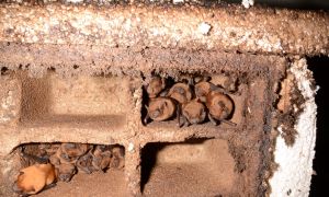 🦇 Chiroptères, plan climat, bâtiments : quelles expérimentations en cours ?
