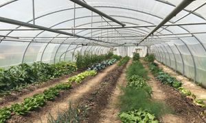 Prendre en main la compétence alimentation sur sa collectivité : l’exemple des régies agricoles
